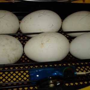 Inkubacija guska jaja u kući: s uvjetima i preporukama