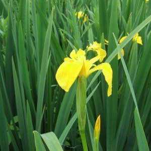 Marsh iris cvijet boginja duge - Iris
