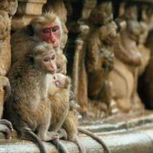 Promjena hijerarhiju u majmuna. Čudesni svijet primata