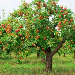 Apple Tree „Florin”: kratak opis stanja bilja raste