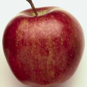 Apple Tree „Gloucester”: opis sorte, fotografije