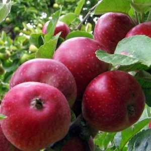 Apple Tree „kovalenkovskoe”: opis sorte i njegu