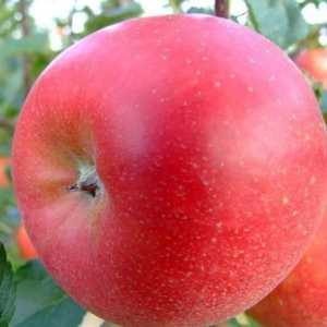 Apple Tree „ligol”: opis sorte, fotografije