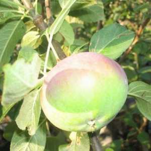 Lobo jabuka - nekako kasno sazrijevanje