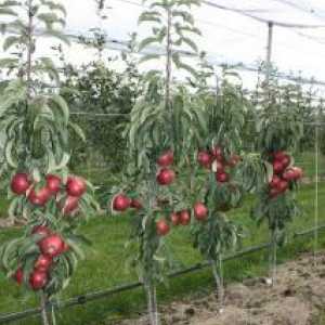 Apple Tree Ogrlica Moskva: recenzije, opisi