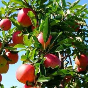 Apple Tree: Sadnja i Briga za sadnicama