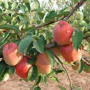 Apple Tree „shtreyfling”: opis visokih prinosa sorti