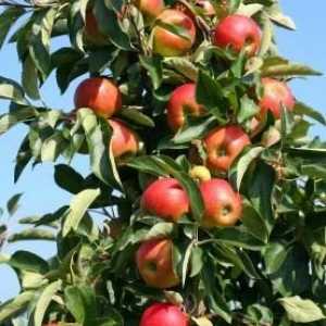 Apple Tree "Zhiguli" - dobro kasno raznolikost