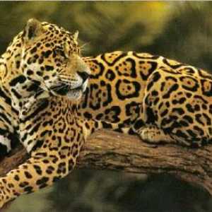 Jaguar: kraljevi životinje