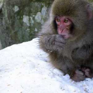 Japanski makaki (foto). Japanski snijeg makak