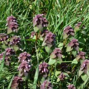 Lamium purpureum: ljekovita svojstva. Korištenje tradicionalne medicine i kuhanje