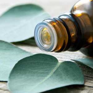 Eukaliptus eterično ulje: svojstva i primjena, upute i povratne informacije