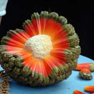 Egzotično voće challah: opis i svojstva