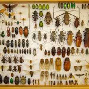 Entomologija - to je to znanost? Što studira entomologiju