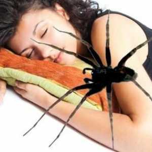 Zašto se pauka u snu? San tumačenje daje pojašnjenja