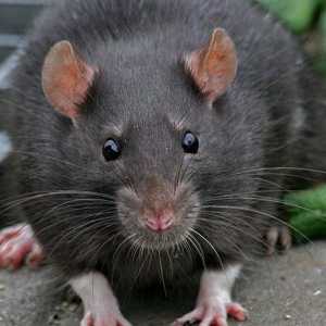 Zašto san crnog štakora: tumačenje sna