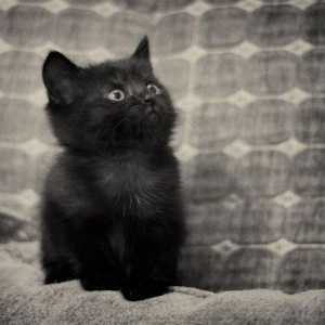 Zašto san crnog mačića? Mi učimo!