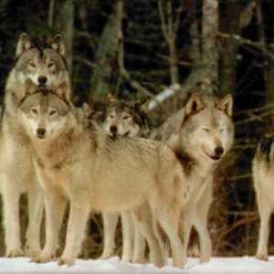 Zašto san čopora vukova napadaju prijateljski ili gledanje
