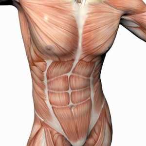 Do torzo mišiće su ono mišića? Mišići ljudskog tijela