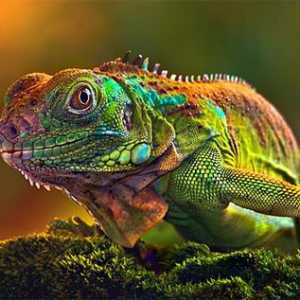 Kao kameleon mijenja boju, i što to ovisi?