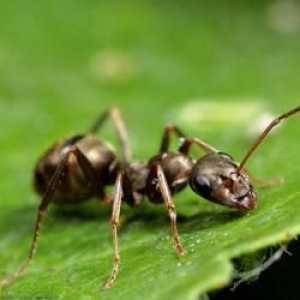 Kako se riješiti mrava u vrtu? dobar savjet