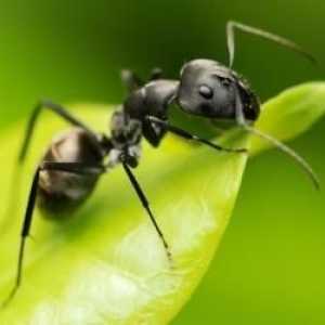 Kako da biste dobili osloboditi od mravi iz vrta na stranicama brzo i trajno