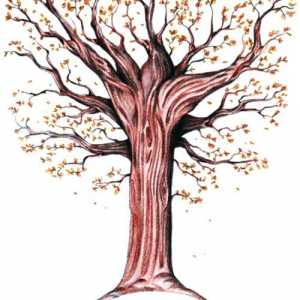 Kako nacrtati stablo pada u fazama