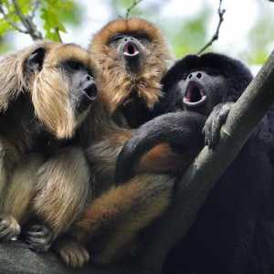 Majmuni komuniciraju jedni s drugima? Kako razgovarati s majmunima: zvukove. Obrazovanje govora…