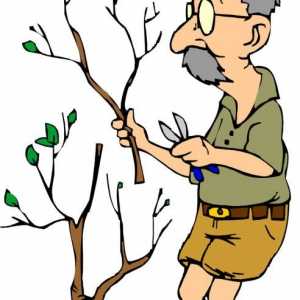 Kako rezati stabla u vrtu. Rezidba voćaka i ljeti i zimi