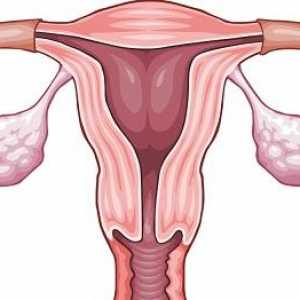 Kako odrediti svoj ovulacije razdoblje?
