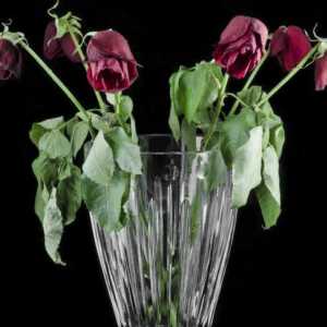 Kako oživjeti ruže i držati buket svježa za dugo vremena
