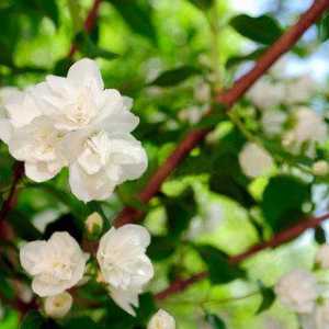 Kako posaditi jasmin u proljeće? Sadnja grmova u zemlji