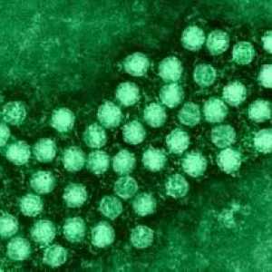 Kako dijete enterovirus infekcije