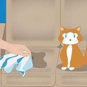 Kako bi se uklonili miris mačka urin? Savjet Umjesto