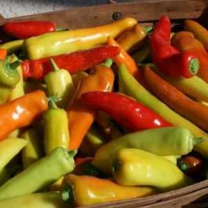 Kako pripremiti ljute papričice u zimi? Recept slani, kiseli hranu i problijedio