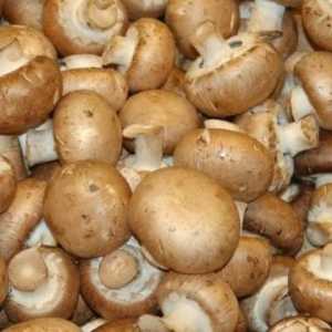 Kako pripremiti gljive za zimu?