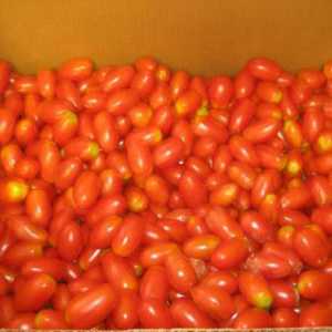Kako zatvoriti za zimske rajčice na grožđe?