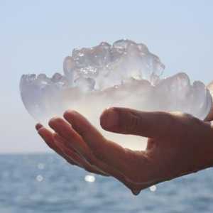 Što je najotrovniji meduza na svijetu?