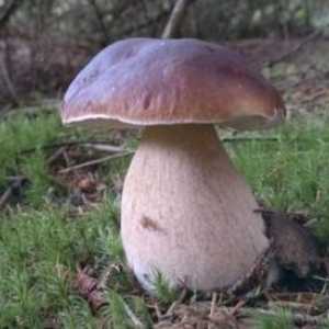 Koje gljive su o svojstvima i karakteristikama