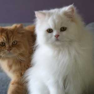 Što su poznati paperjast mačke?