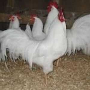 Koje pasmine kokoši nesilica uzgajaju u Rusiji?