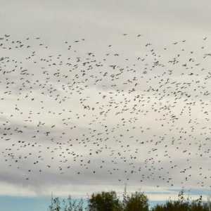 Što ptice lete na jug u jesen? Mi učimo!