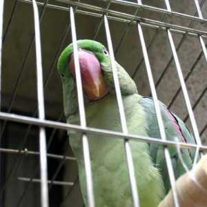 Što bi trebao biti dobar kavez za papagaja?