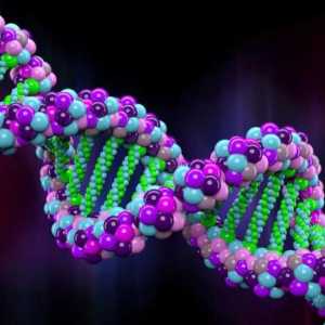 Koji dio DNA šećera? Kemijske baze strukture DNA