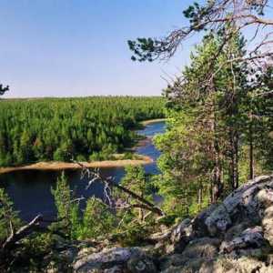 Karelijanac šuma: opis, priroda, drveće i zanimljivosti