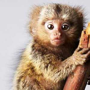 Patuljasti marmozet - najmanji primat