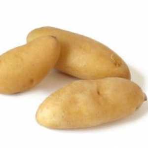 Plavi krumpir - pogotovo obilje i njegu pravila