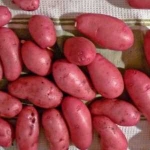 Krumpir „Scarlet”: opis sorte, recenzije vrtlari