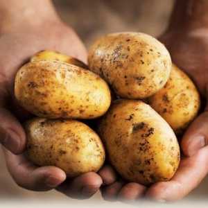 Krumpir sreća: karakteristična za sortu. Fotografije, recenzije, opisi