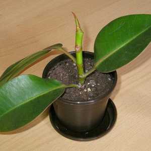 Ficus elastičnog: reprodukcija i njegu